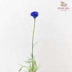 Cornflower Blue 矢车菊 - (Per Bundle)