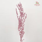 Preservative Eucalyptus Parvifolia - Purple