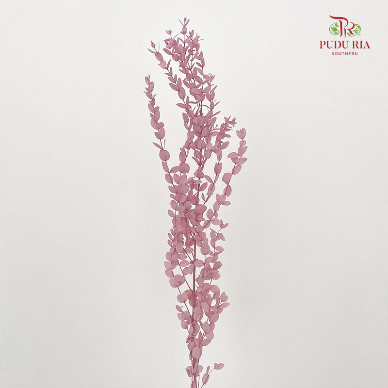 Preservative Eucalyptus Parvifolia - Purple