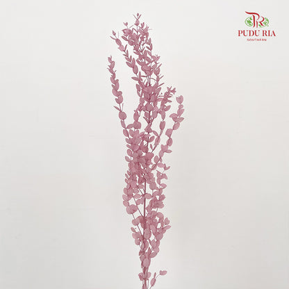 Preservative Eucalyptus Parvifolia - Purple