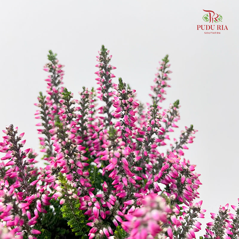 Calluna Mix
