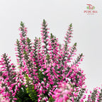 Calluna Mix