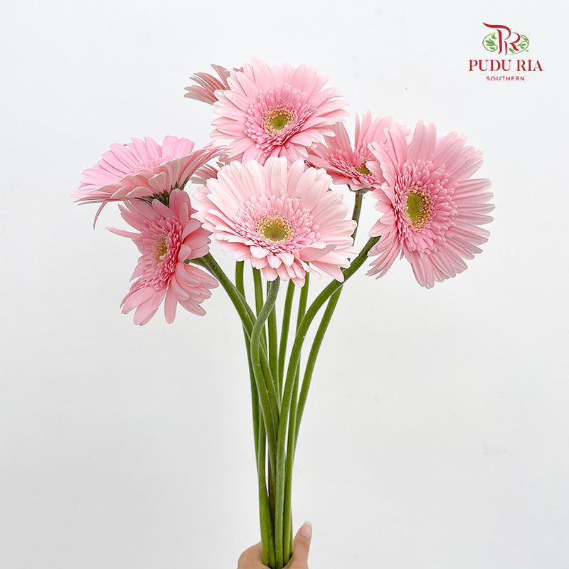 Gerbera Soft Pink Green Heart - (8-10 Stems)
