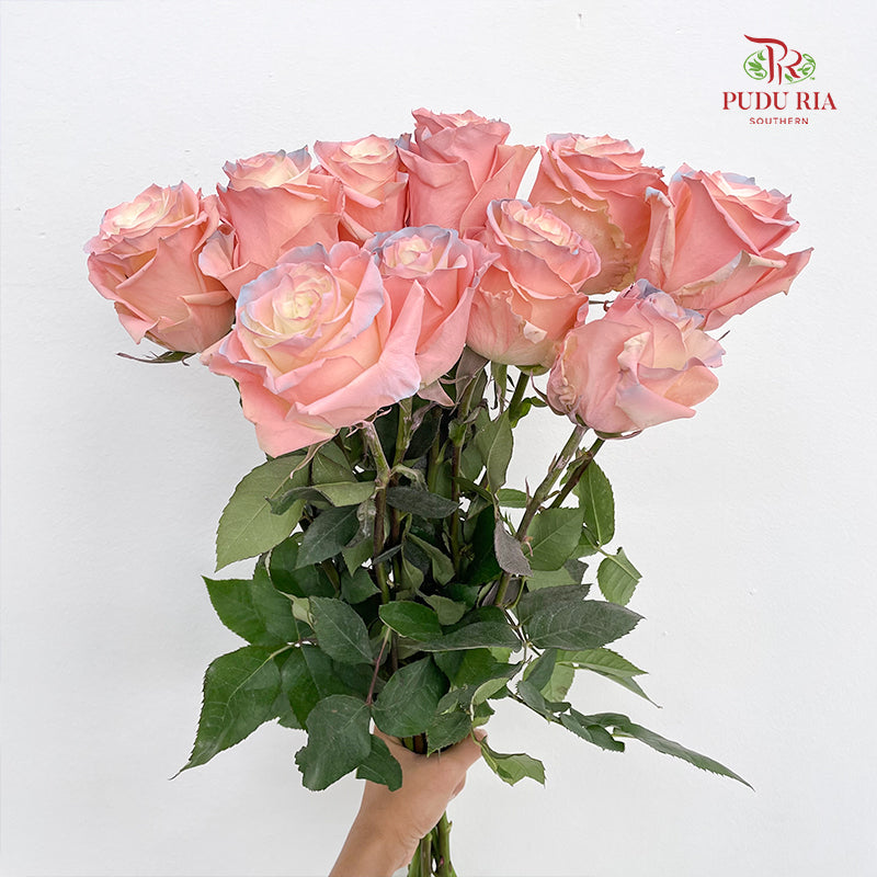 Rose Mondial Dyed Cute Star 2 - (8-10 Stems)