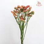 Statice (Limonium Sinuatum) Orange 勿忘我 - (5 Stems)