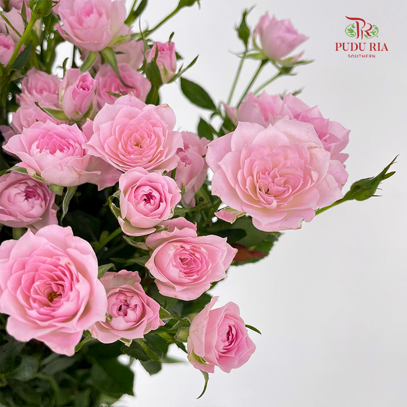 Rose Spray Perfect Sweet 多头玫瑰完美甜美 - (8-10 Stems)
