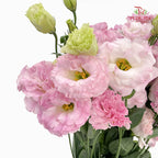 Eustoma Pink 洋桔梗 - (12-15 Stems)