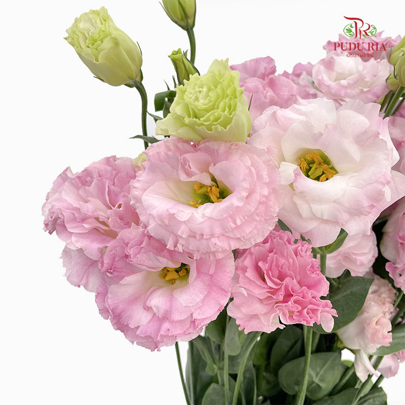 Eustoma Pink 洋桔梗 - (12-15 Stems)