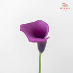 Calla Lily Purple 海芋 - (5 Stems)