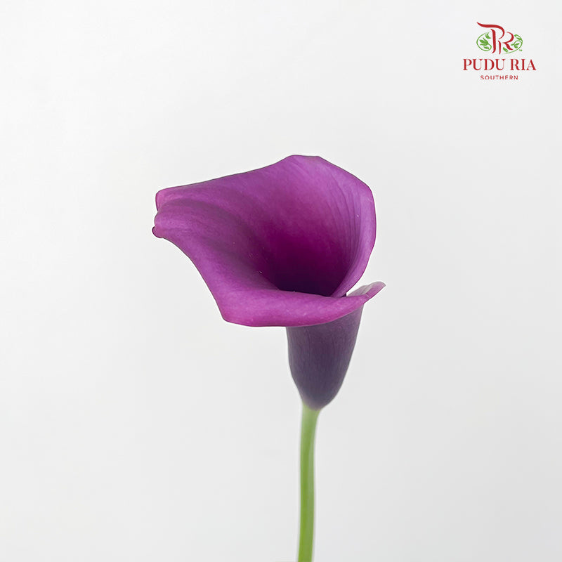 Calla Lily Purple 海芋 - (5 Stems)