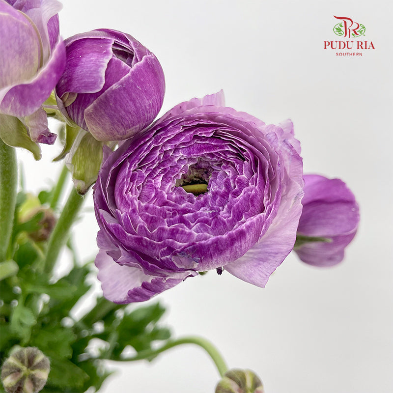 Ranunculus Purple - (8 - 10 Stems)