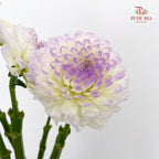 Dahlia Purple - (Per Bundle)