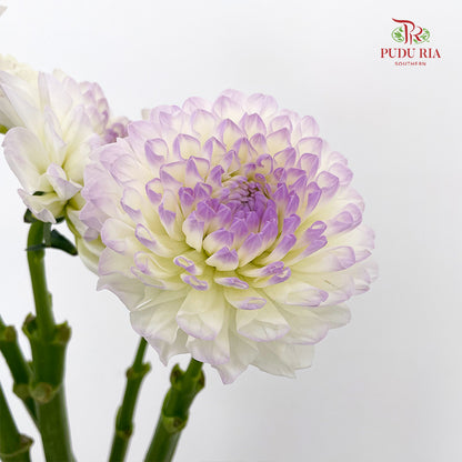 Dahlia Tone Purple - (5 Stems)