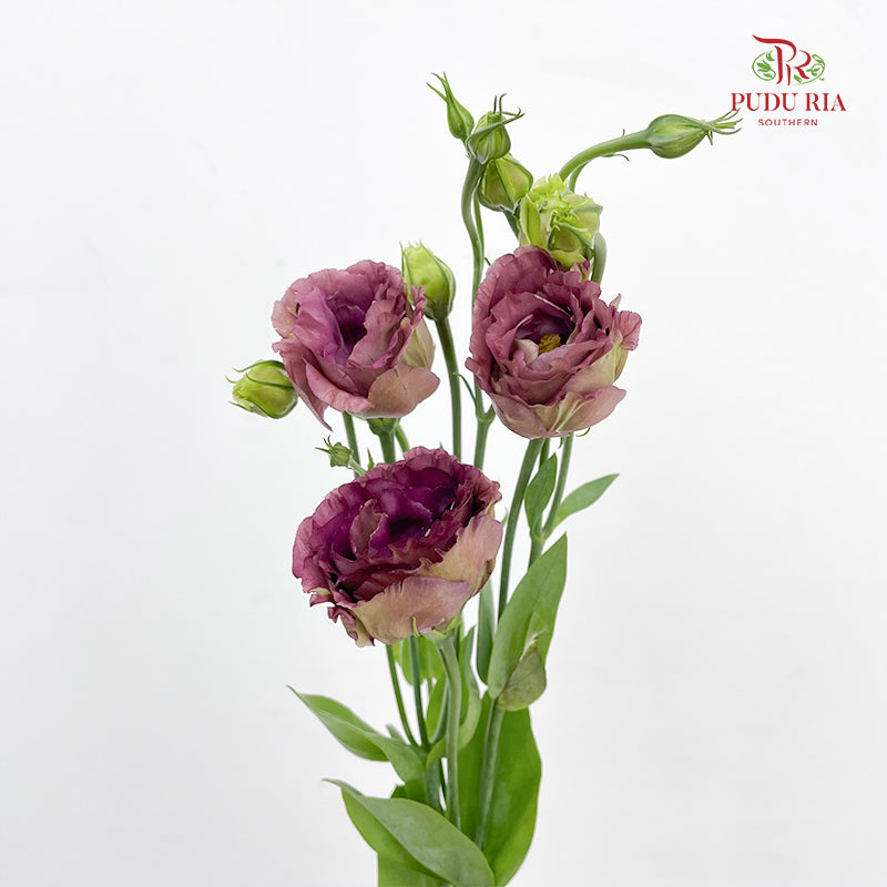 Eustoma Tea - (12-15 Stems)