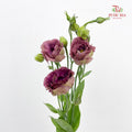 Eustoma Tea - (12-15 Stems)