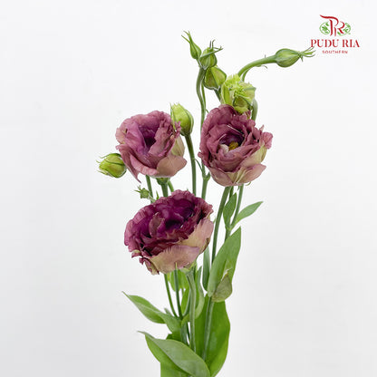 Eustoma Tea (12-15 Stems)