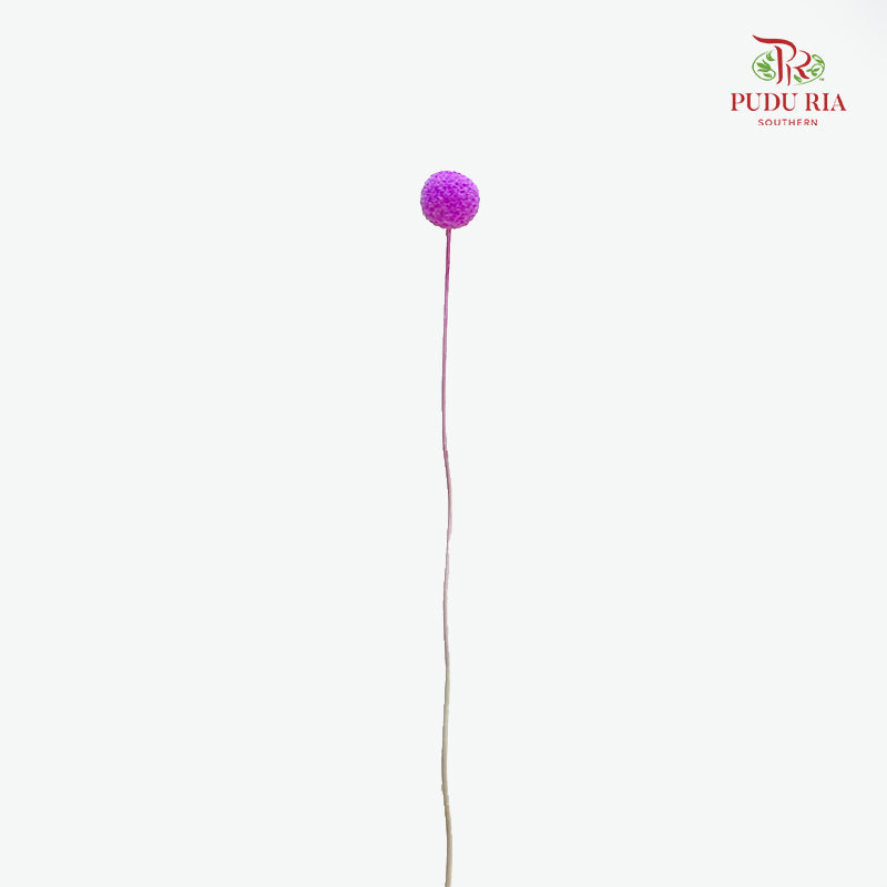 Preservative Craspedia - Purple