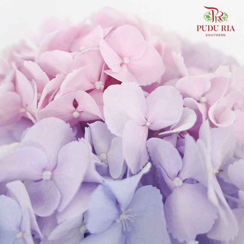 Hydrangea Two Tone  / Per Stem - Pudu Ria Florist Southern