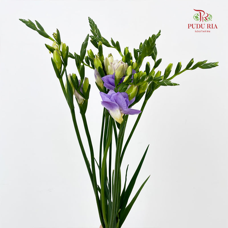 Freesia Lilac - (Per Bundle)
