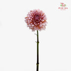 Dahlia Hybrida Cream Peach 奶油桃子大理花 - (5 Stems)