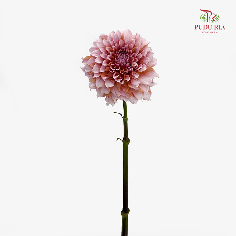 Dahlia Hybrida Cream Peach 奶油桃子大理花 - 5 Stems