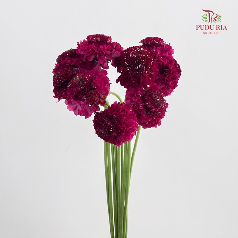 Scabiosa Colour Red 蓝盆花 - (Per Bundle)
