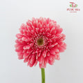 Gerbera  (8-10 Stems) - Pudu Ria Florist Southern