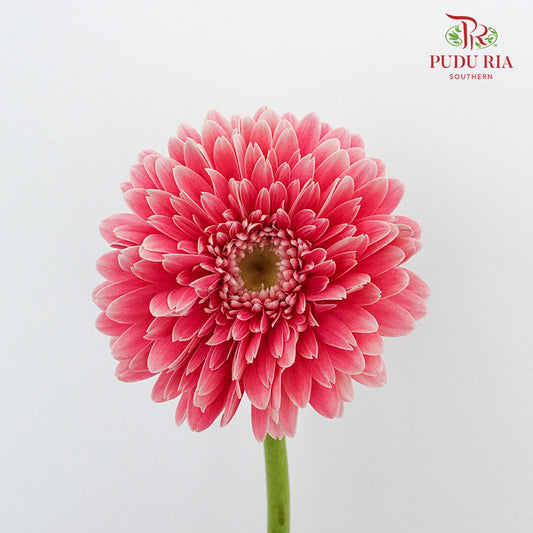 Gerbera  (8-10 Stems) - Pudu Ria Florist Southern