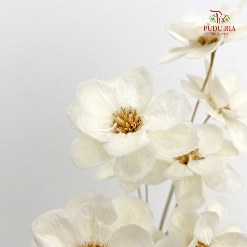 Dry New Wax Flower - White