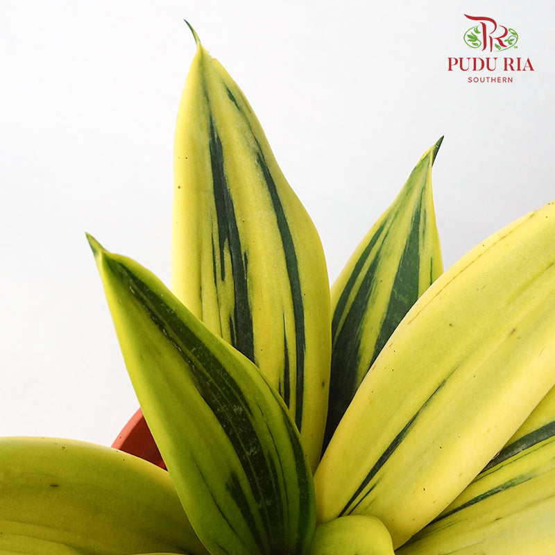Sansevieria Gold - Pudu Ria Florist Southern