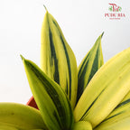 Sansevieria Gold - Pudu Ria Florist Southern