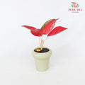 CNY Potted Plant Arrangement 2024#42