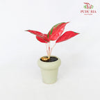 CNY Potted Plant Arrangement 2024#42