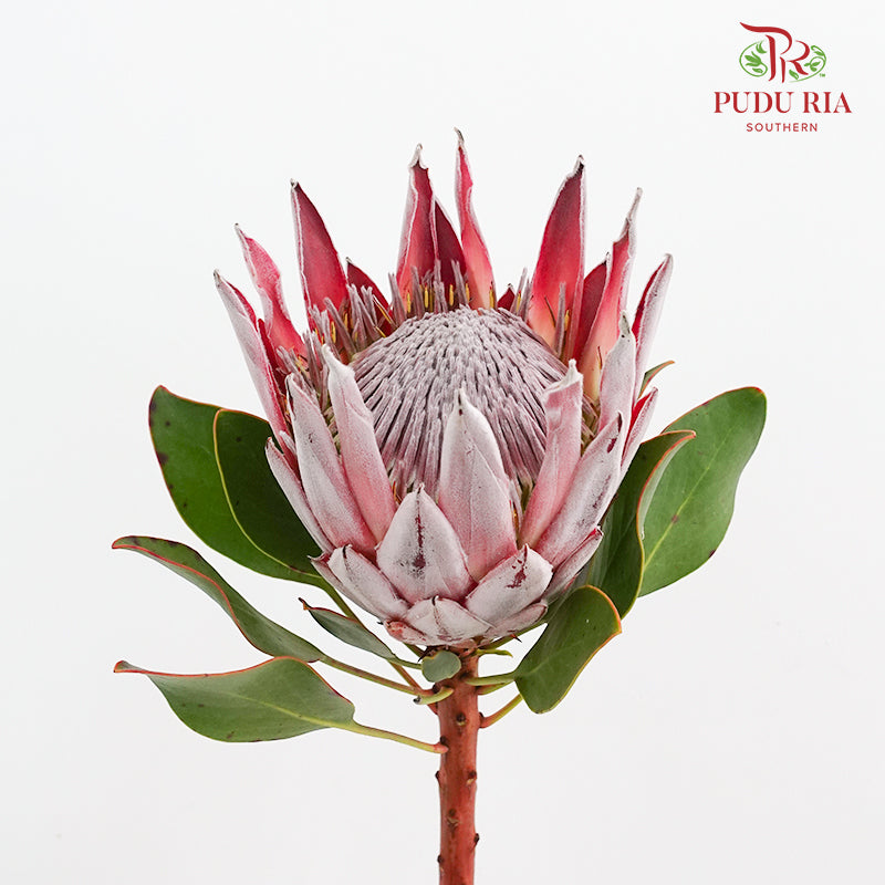 Protea Cynaroides 帝王花 - (2 Stems)