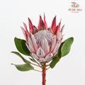 Protea Cynaroides 帝王花 - (2 Stems)