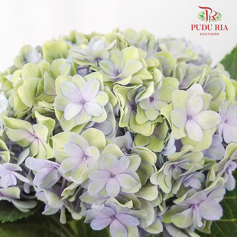 Hydrangea Multi Petals Green Purple / Per Stem - Pudu Ria Florist Southern