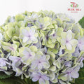 Hydrangea Multi Petals Green Purple / Per Stem - Pudu Ria Florist Southern