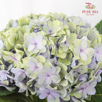 Hydrangea Multi Petals Green Purple / Per Stem - Pudu Ria Florist Southern