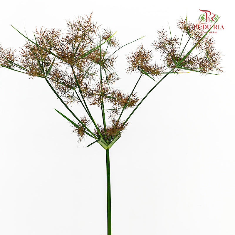 Nutsedge