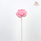 Dry Sola Wood Lotus Soft Pink - 5 Stems