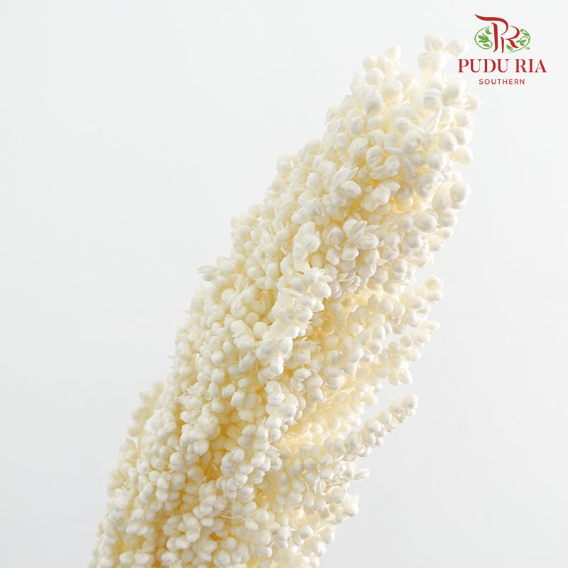 Dry Sorghum - White