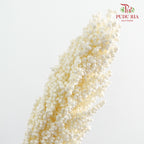 Dry Sorghum - White