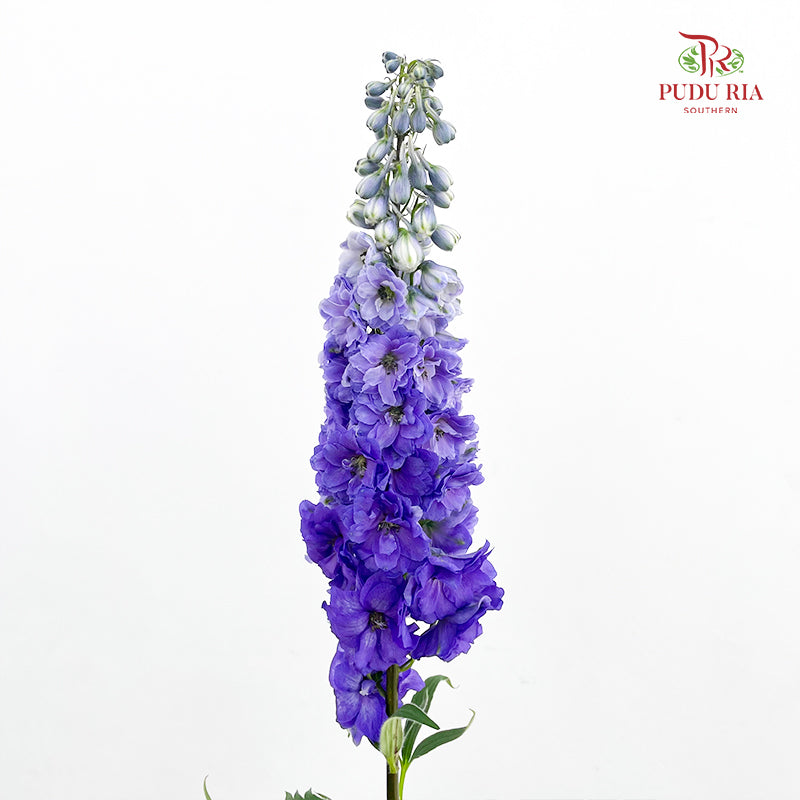 Delphinium Short Purple 飞燕草 - (5 Stems)