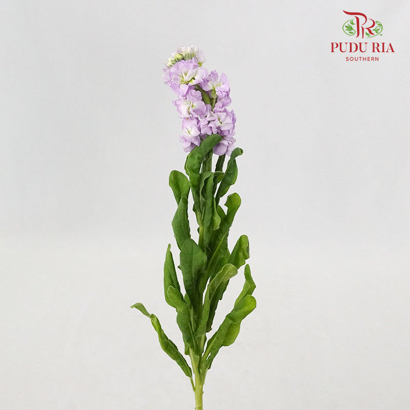 Matthiola Light Purple - 5 Stems - Pudu Ria Florist Southern
