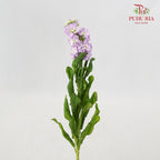 Matthiola Light Purple - 5 Stems - Pudu Ria Florist Southern