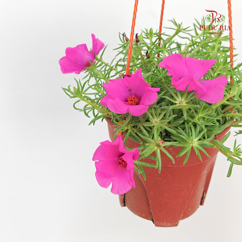 Portulaca Grandiflora (Japanese Rose)