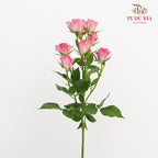 Rose Spray Rupski - (8-10 Stems)
