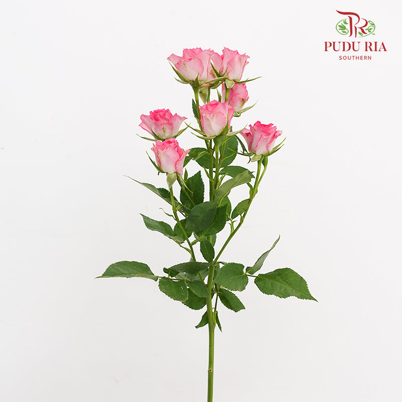 Rose Spray Pink (8-10 Stems)