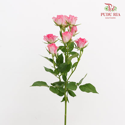 Rose Spray Rupski (8-10 Stems)