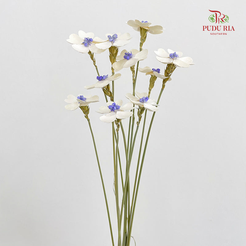 Dry Violet Love Shape - Center Purple